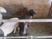 Ovce, Tian-Shan semifinewool sheep — foto 3