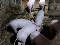 Scrofa, Датский ландрас — foto 1