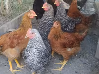 Chickens — 2. fotó