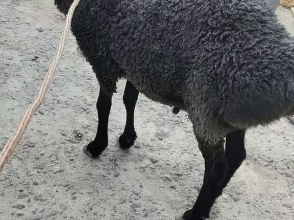 قوچ, Hissar sheep
