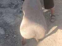 مینڈھا, Edilbay sheep — تصویر 1
