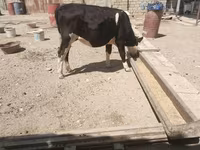 Lembu betina, Russian Black pied cattle — foto 2