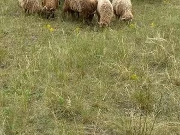 Sheep (batch, sex not specified), Racka sheep — Hungary