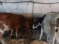 गाय, जर्सी नस्ल — फ़ोटो 2