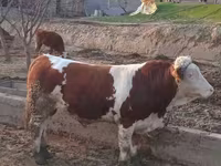 Bik, Simmental cattle — fotografija 5