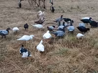 Ducks — 1-rasm