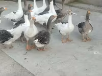 Geese — foto 2