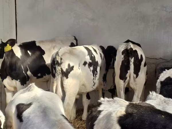 Býk, Russian Black pied cattle