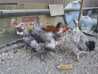 Chickens — عکس 3