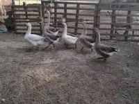 Ducks — عکس 4
