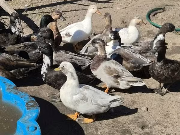 Ducks