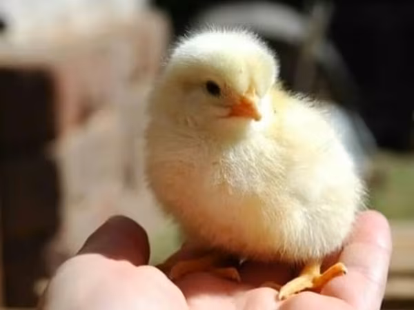 Chickens