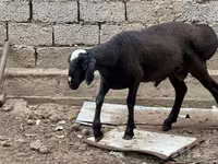 قوچ, گوسفند — عکس 2