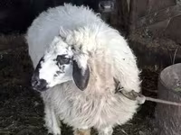 Biri-biri (lot, jantina tidak dinyatakan), Sheep — foto 1