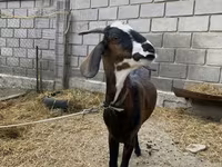 แพะตัวเมีย, Nubian Goat — รูปภาพ 2