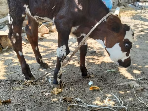 Cow, Simmental cattle — Azerbaijan