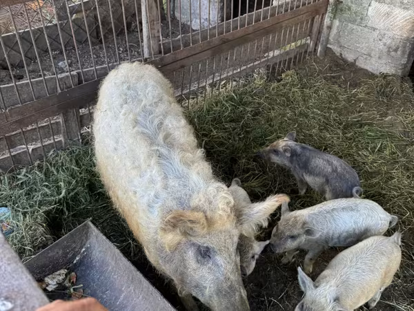 خوک ماده, Мангалица
