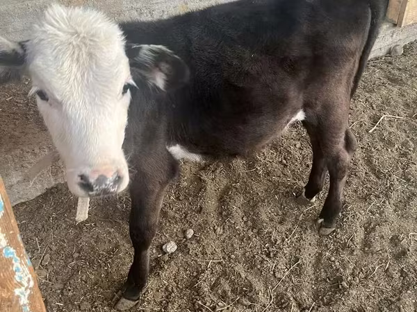 Býk, Latvian Blue cattle