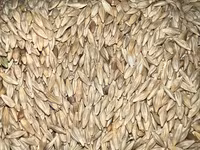 Продаю продаю Продаю арпа тартылган ячмень дробленный чистые без — foto 2