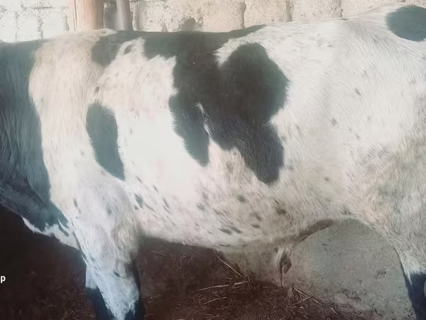 گاو و گوساله (گروه، جنسیت مشخص نشده), Russian Black pied cattle