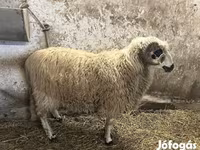قوچ, Racka sheep — عکس 2