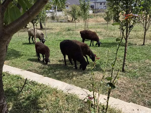 பெண் ஆடு, Edilbay sheep