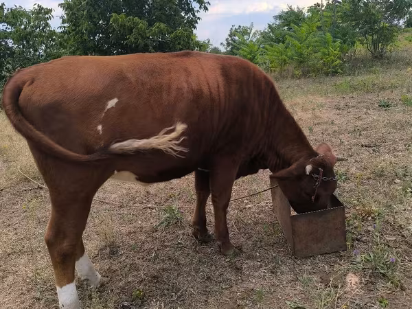 Mucca, Bovini — Moldavia