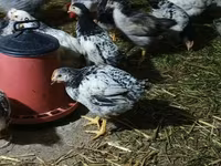 Chickens — ფოტო 4
