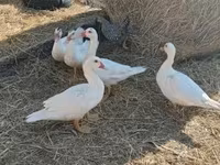 Ducks — foto 5