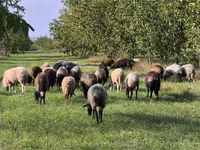 Får, Får — foto 2