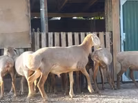 암양, Arashan sheep — 사진 1
