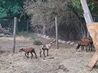 قوچ, Cameroon sheep — عکس 4