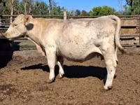 Vaca, Charolais cattle — foto 1