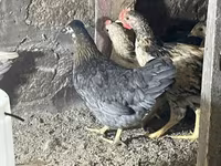 Chickens — عکس 1