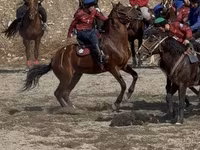 Адуу, Akhal-Teke — 3 зураг
