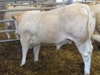 Býk, Blonde d’Aquitane cattle — foto 2