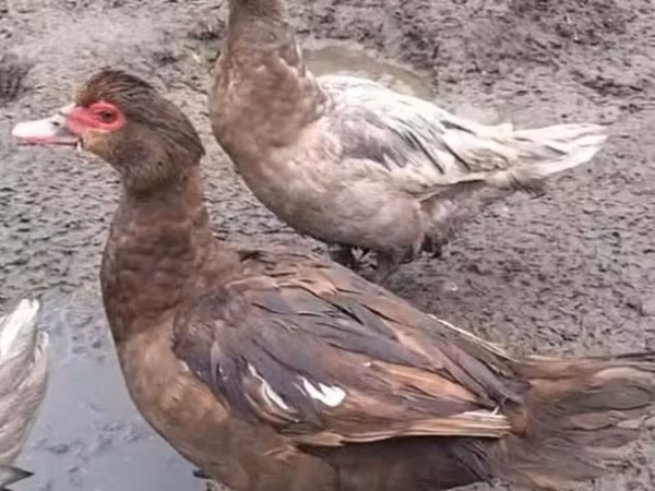 Ducks — Kyrgyzstan