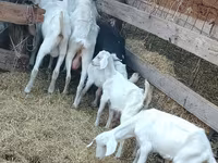 Kambing betina, Saanen goat — foto 5