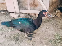 Ducks — foto 3