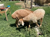 Oaie, Arashan sheep — foto 1