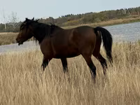 Cal, Kazakh horse — foto 4