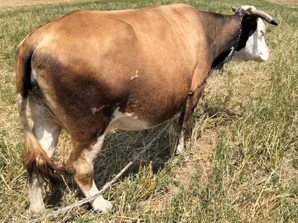 গাভী, Simmental cattle