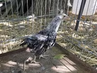 Araucana — Foto 3