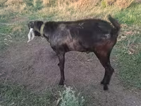 ஆண் வெள்ளாடு, Nubian Goat — புகைப்படம் 3