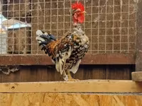 Japanisches Bantam — Foto 5