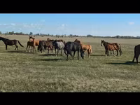 ม้าตัวเมีย, Kazakh horse — รูปภาพ 2