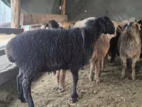 Ram, Hissar sheep — foto 8