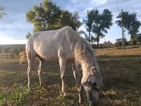 母马, Horses — 照片 2