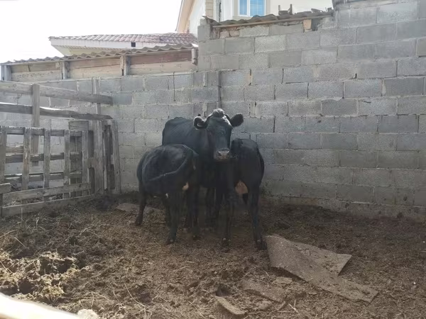 วัวตัวเมีย, Latvian Blue cattle