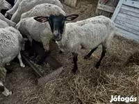 میش, Dorper sheep — عکس 3